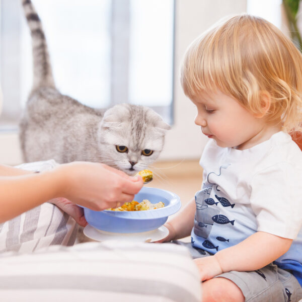 7 Popular Canned Food Choices For Cats