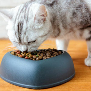 4 popular dry cat food brands for your beloved cat