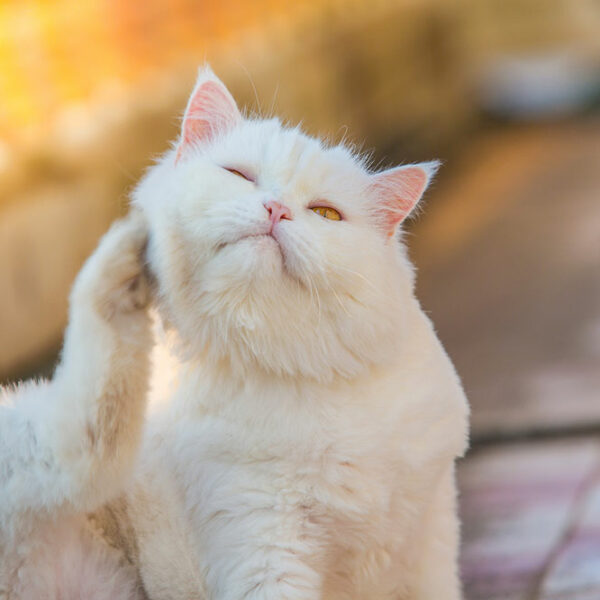 Cat skin allergies and foods to control them