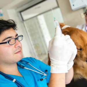 Canine blood disorders