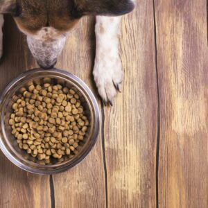 A Guide to Choosing the Best Dog Food