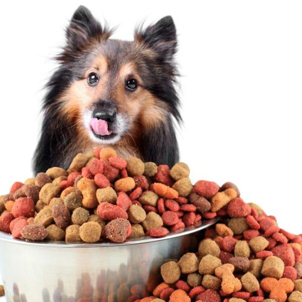 A guide to choose the right dog food