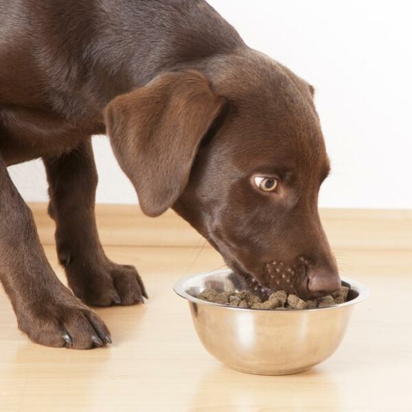 Best hypoallergenic dog food for every budget