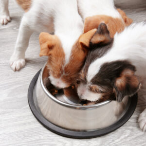 Guide to Choosing the Premium Dog Food