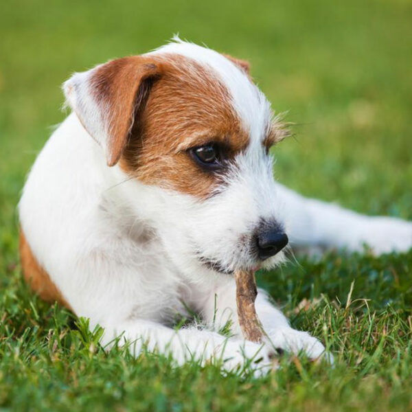 Dog allergies: symptoms and treatments