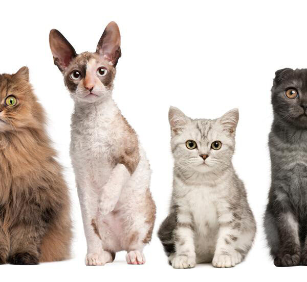 Four cat breeds you must consider bringing home