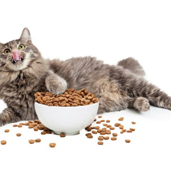 How to choose the right food for your cat