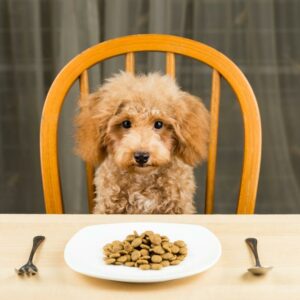 How to deal with sensitive stomach problems in dogs