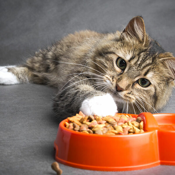 Top Foods for Cats with Sensitive Skin