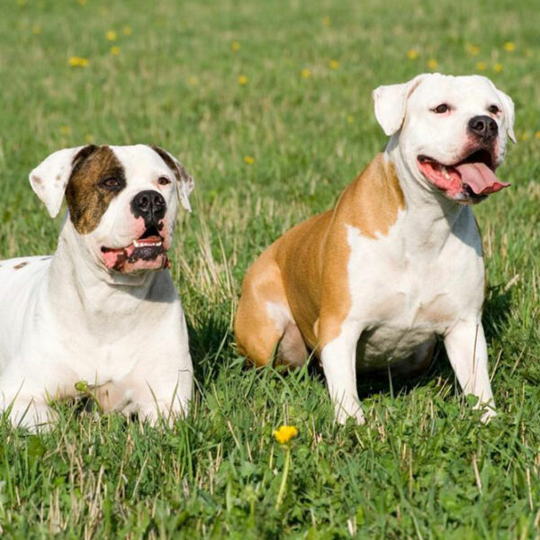 Things to know if you own a english bulldog