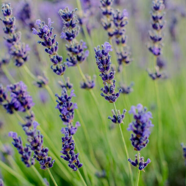 Tips for growing lavender flower plants