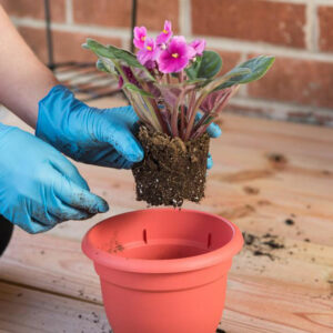 Tips to grow and maintain a container garden of perennial plants