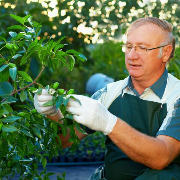 Tree care tips that every passionate gardener should know