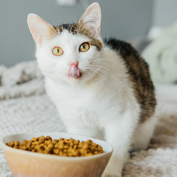 3 healthy cat treat brands to consider