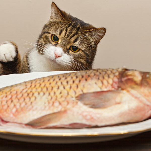 4 human foods that cats can eat