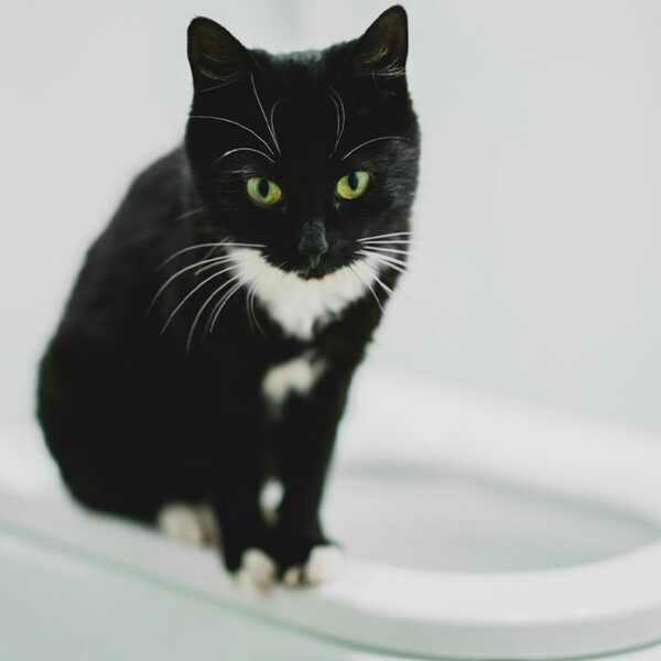 5 simple ways to toilet train a cat