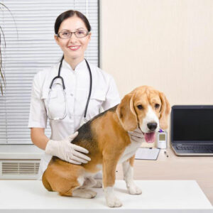 6 effective chewable flea and tick medications for dogs