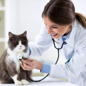 Common inclusions and exclusions to look for in a pet insurance plan