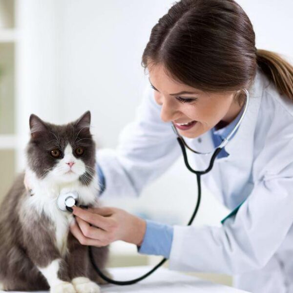 Are Fleas Pestering Your Cat? Here&#8217;s How You Can Get Rid Of It!