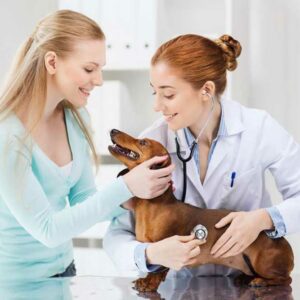 How to choose pet insurance