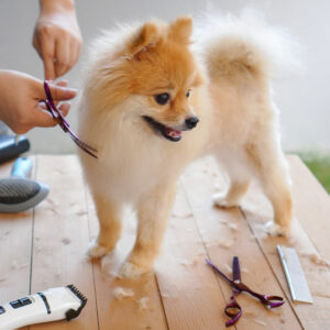 Pomeranian Puppy Care and Grooming