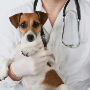 Dog Seizures &#8211; Symptoms, Causes, and Management