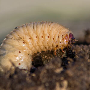 8 Ways to Get Rid of Armyworms